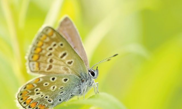 Warzywa, owoce, kwiaty