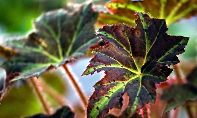 Jakie begonie na cmentarz?