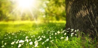 Ile kosztują kwiaty na Wszystkich Świętych?