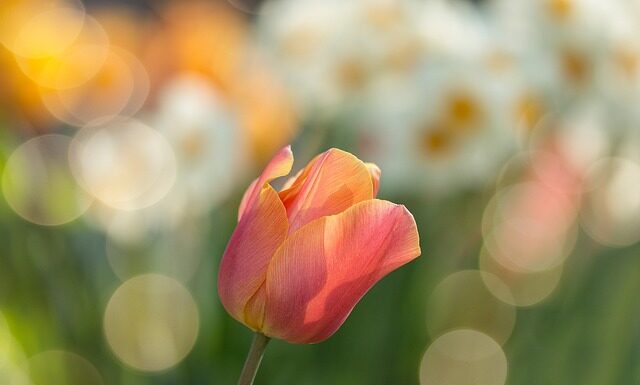 Jakie rękawice do pracy w ogrodzie?