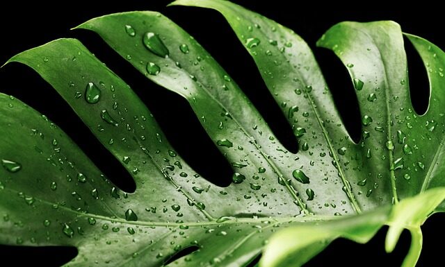 Dlaczego moja monstera płacze?