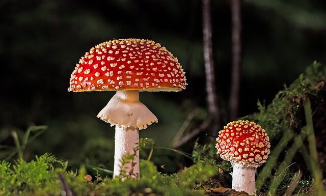 Jak pozbyć się grzyba z rolet?