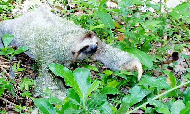 Ile może kosztować 1 róża?