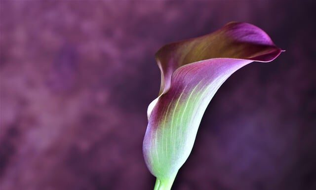 Czy Kalia to kwiat pogrzebowy? Czy Kalia to kwiat pogrzebowy?