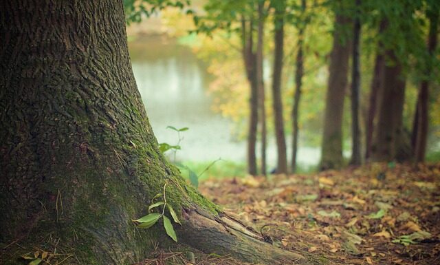 Jak samemu wyrównać teren pod trawnik?