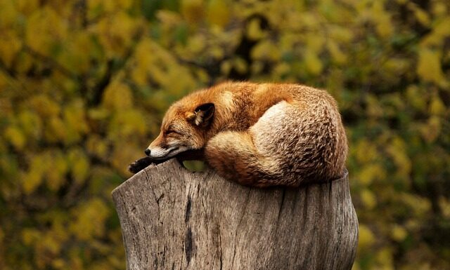 Kiedy daje się czerwone róże? Kiedy daje się czerwone róże?