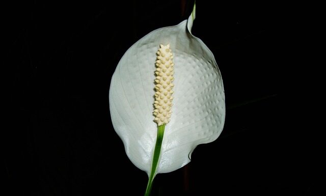 Czy skrzydłokwiat może stać w kuchni?