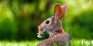 Jak zrobić ładny trawnik na działce?