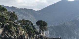 Ile kosztuje 5 róż?