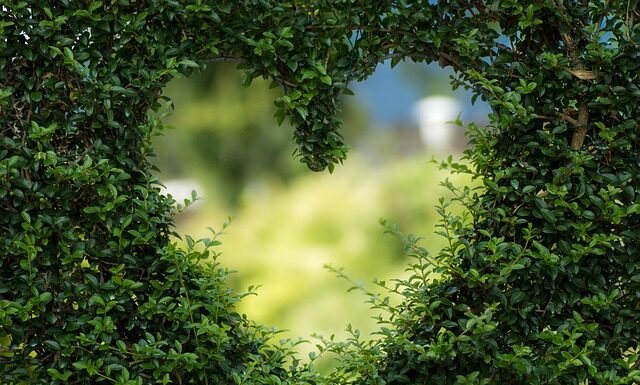 Jak się nazywa ogród obsadzony roślinami wieloletnimi?