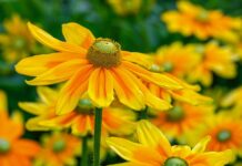 Jaka roleta przeciwsłoneczna do samochodu?