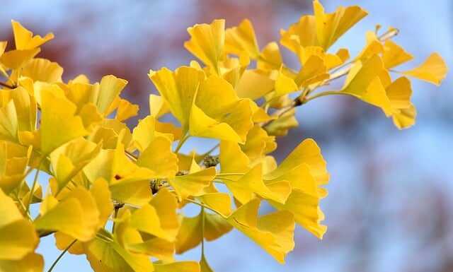 Jak wymienić wentylator nawiewu citroen C5?