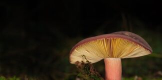 Z czego zrobić samemu lamele?