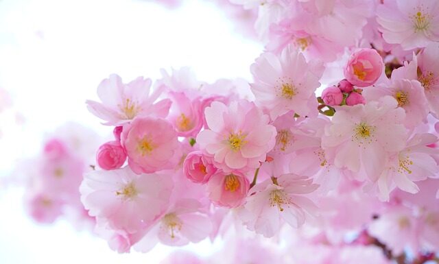 Jakie rośliny wytwarzają tlen w nocy?