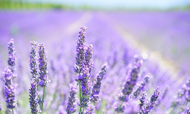 Z czym łączyć zapach lawendy?