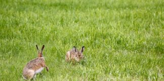 Jak zrobić fajną lampę?
