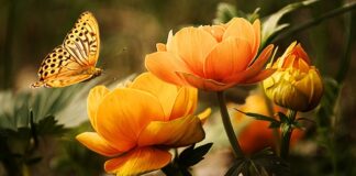 Czy płynem do mycia naczyń można umyć samochód?