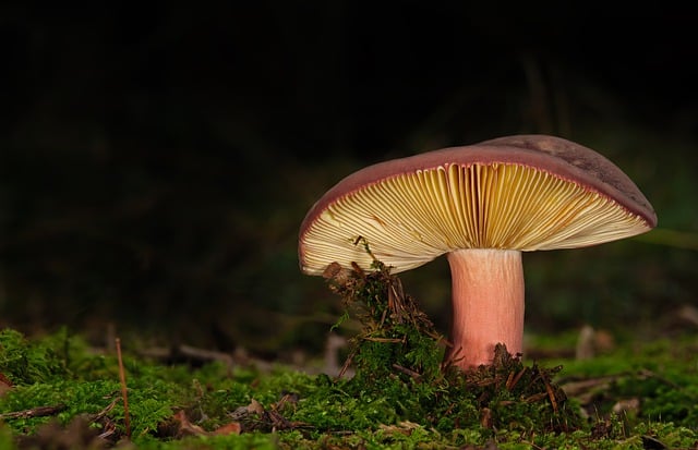 Gdzie położyć lamele? Gdzie położyć lamele?
