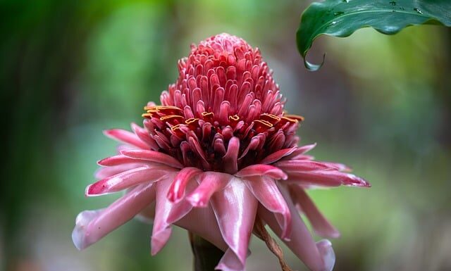 Co robi pochodnia dusz?