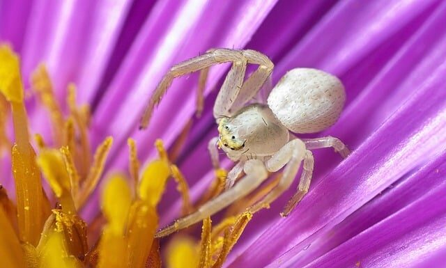 Skąd się biorą duże pająki w domu?