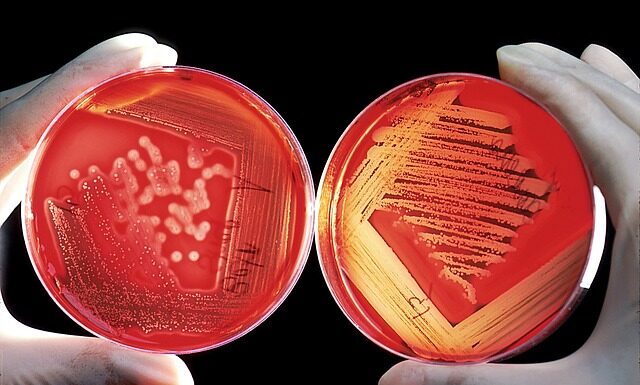 Ile kleju na lamele?