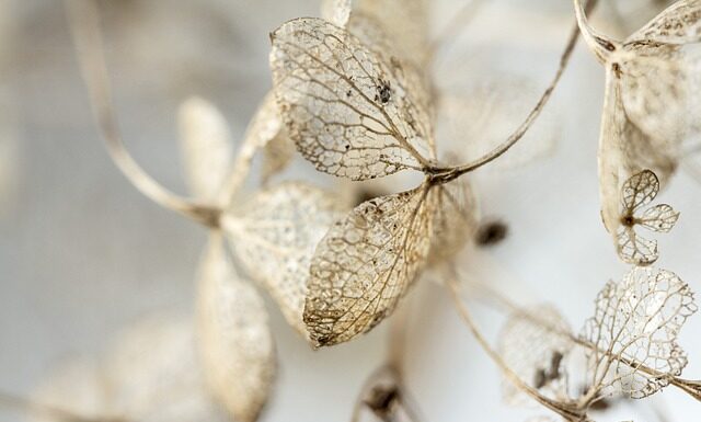 Co oznacza czerwona róża na pogrzebie? Co oznacza czerwona róża na pogrzebie?