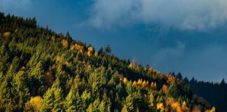 Jakie wiązanki na 1 listopada?