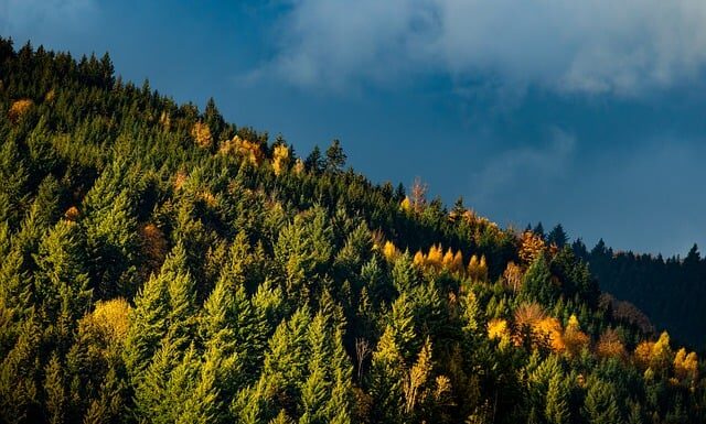 Jakie wiązanki na 1 listopada? Jakie wiązanki na 1 listopada?