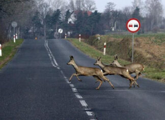 Odstraszacze dzikiej zwierzyny